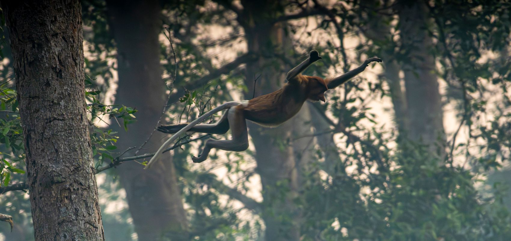 A proboscis monkey leaps between trees through wildfire smoke haze in South Kalimantan, Indonesia