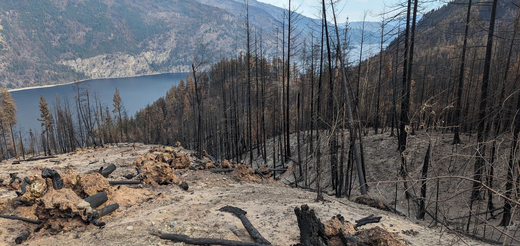 Charred tree trunks and fallen logs on a burned hillside above Adams Lake, British Columbia, weeks after the 2023 Bush Creek East wildfire