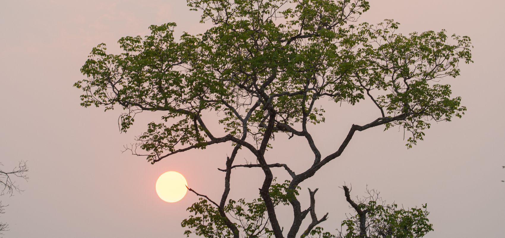 The branches of a lone tree silhouetted against a pale sun and a pink sky thick with wildfire smoke in the Pantanal, Brazil