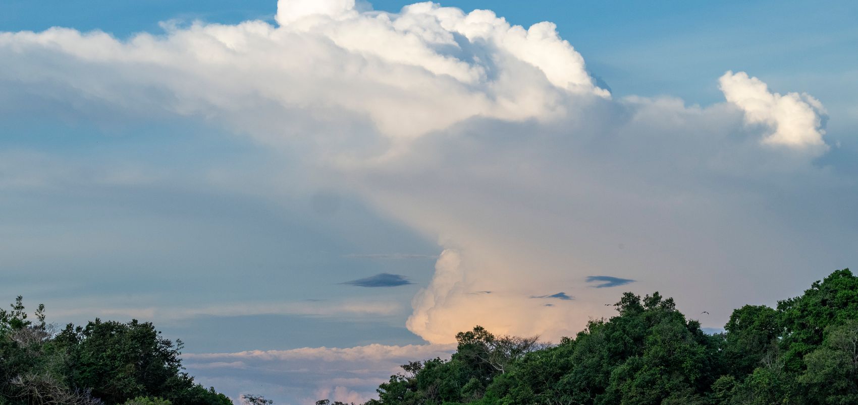 A towering rain cloud lit by the late-afternoon sun rises above the rainforest canopy in the Mamirauá reserve, Amazonas, Brazil