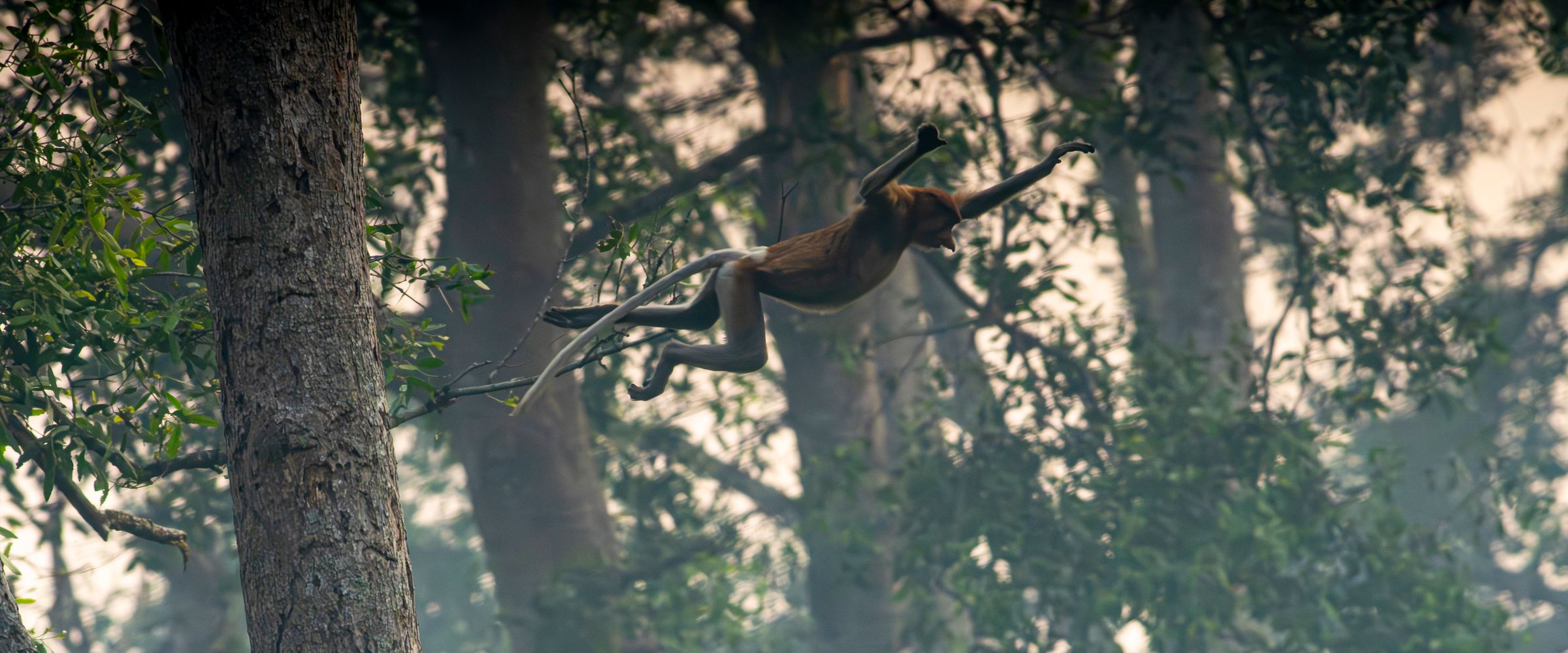 A proboscis monkey leaps between trees through wildfire smoke haze in South Kalimantan, Indonesia
