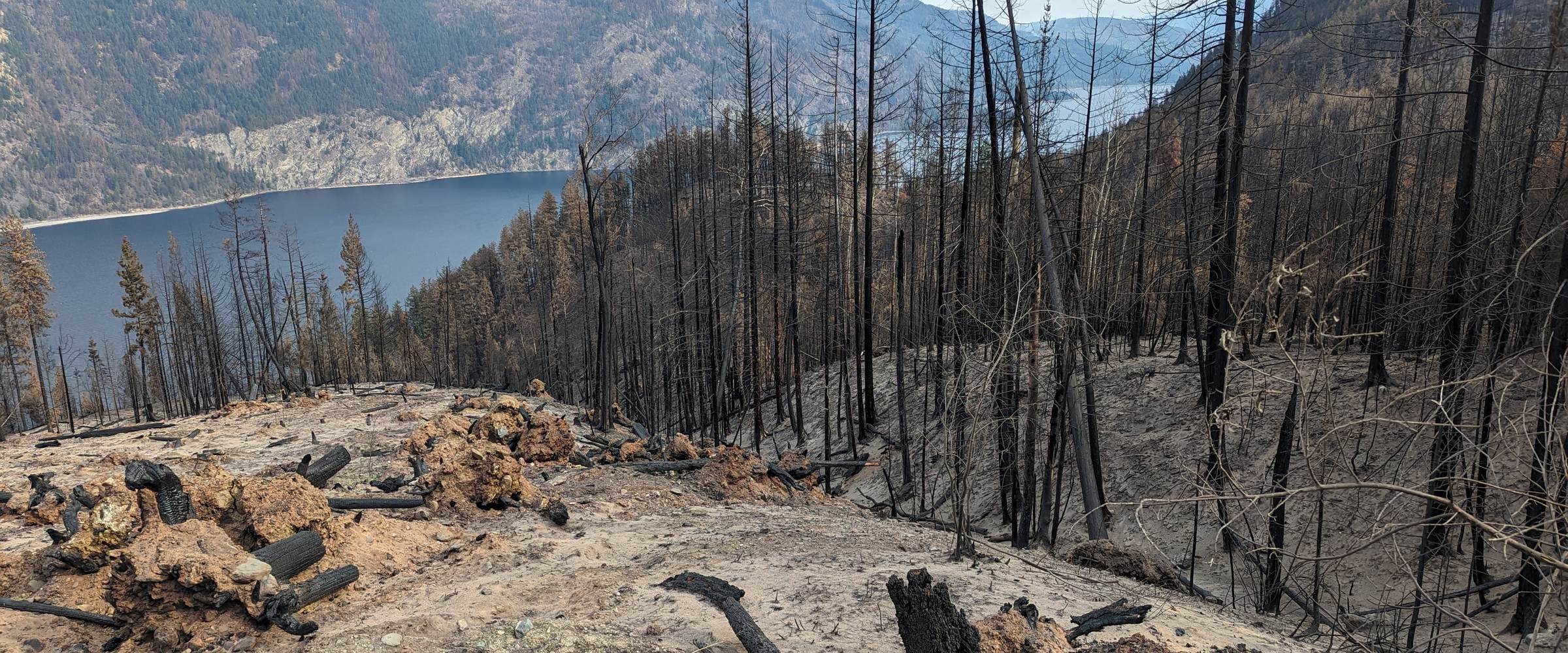 Charred tree trunks and fallen logs on a burned hillside above Adams Lake, British Columbia, weeks after the 2023 Bush Creek East wildfire