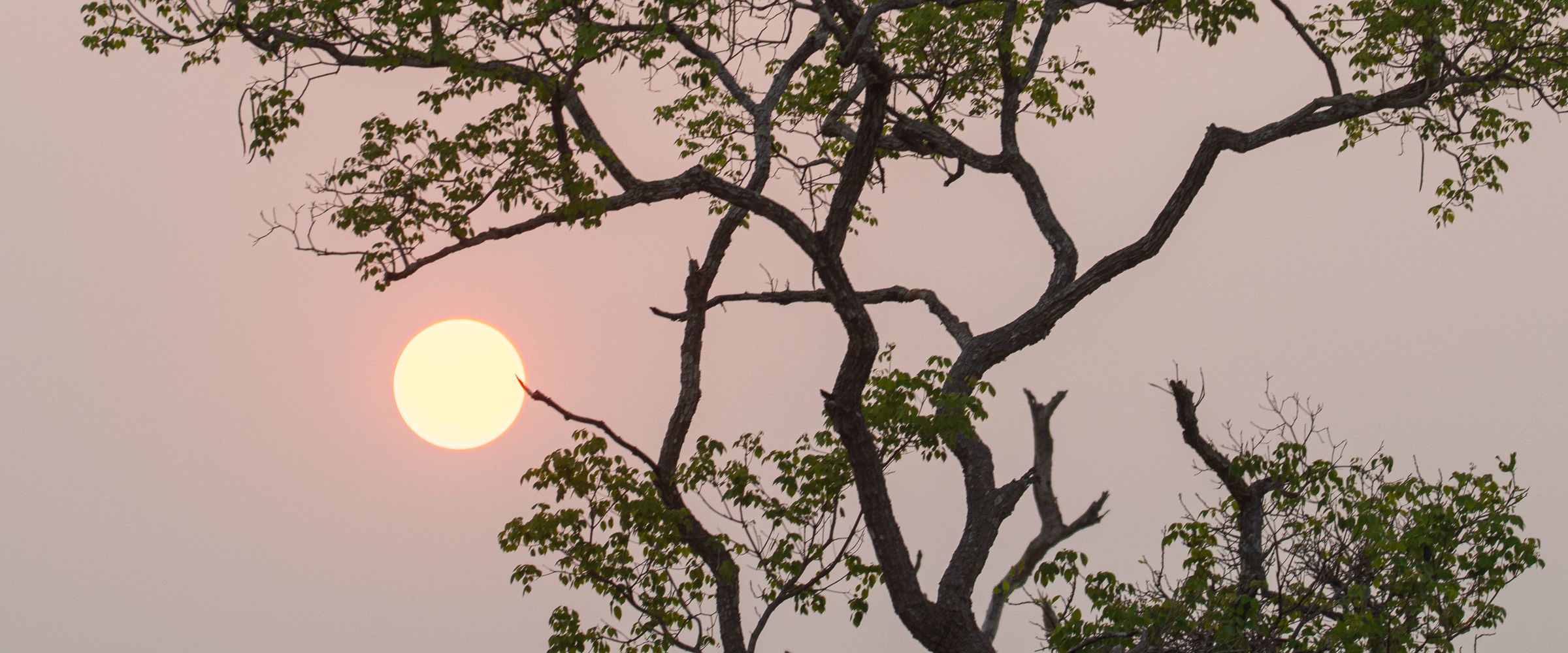 The branches of a lone tree silhouetted against a pale sun and a pink sky thick with wildfire smoke in the Pantanal, Brazil