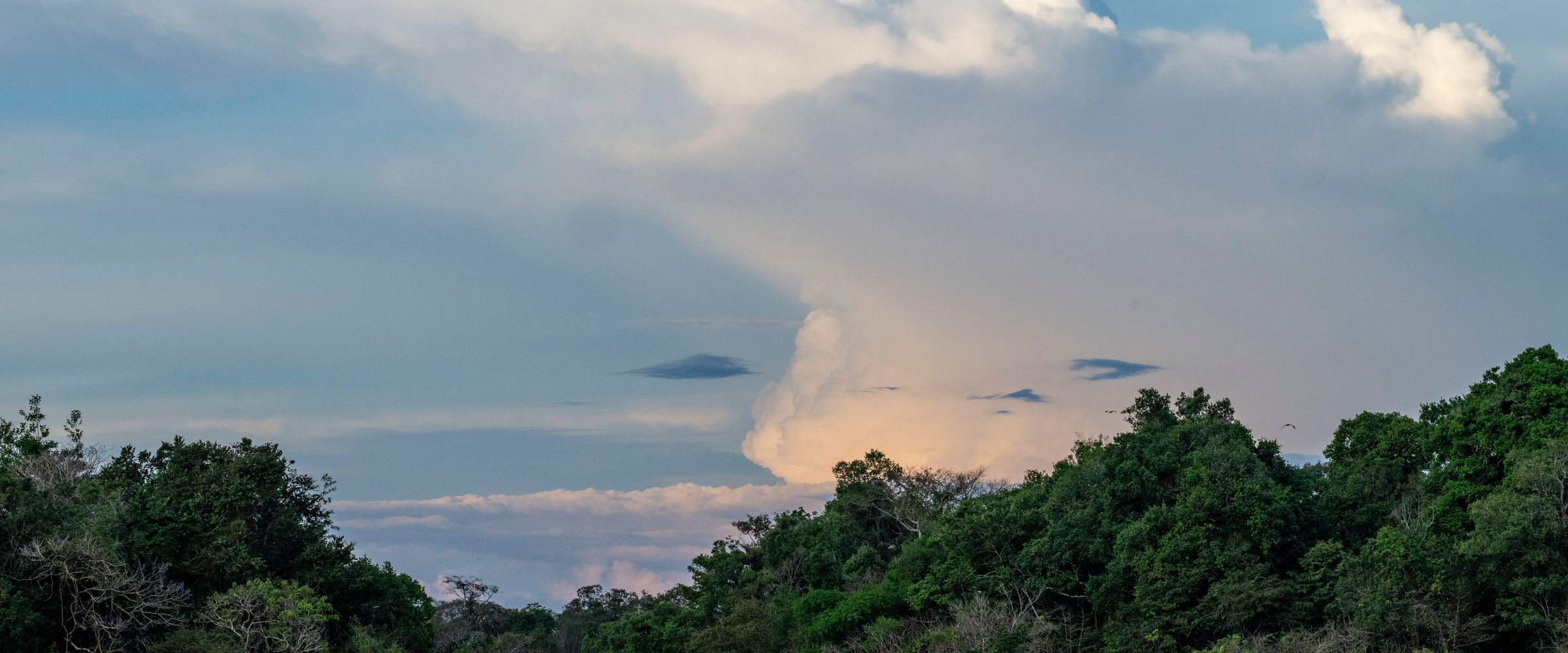 A towering rain cloud lit by the late-afternoon sun rises above the rainforest canopy in the Mamirauá reserve, Amazonas, Brazil