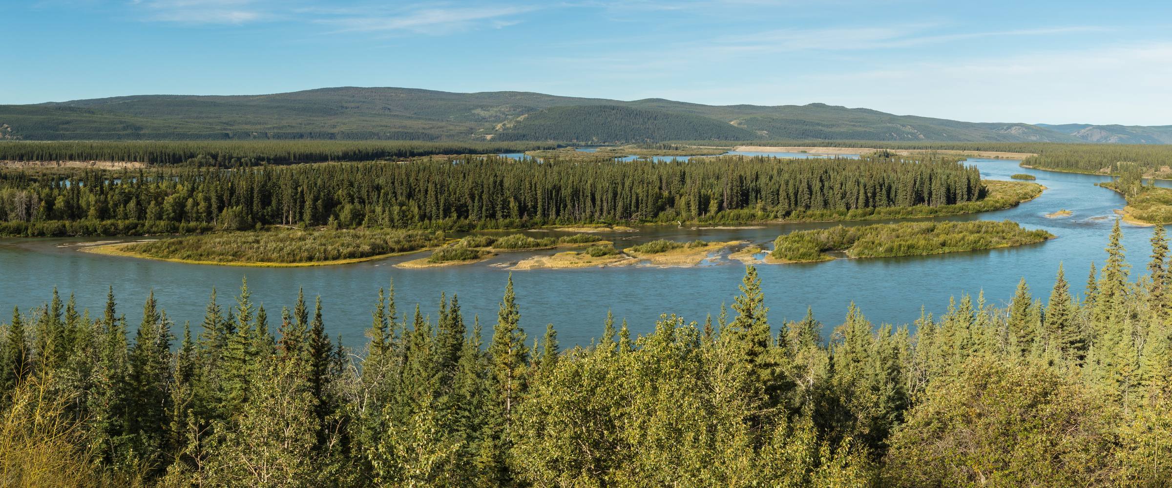 The Yukon River winds around forested islands and gravel bars through boreal spruce forest near Carmacks, Yukon, Canada